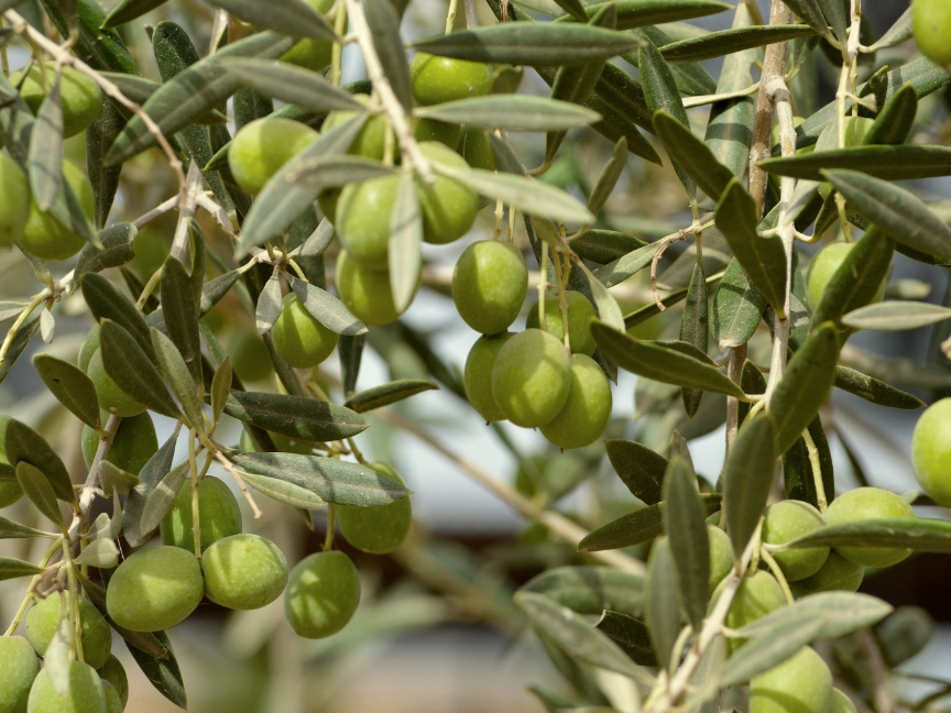 angeleses-olives-2706846-dreikant-holzart-olive-blätter und frucht