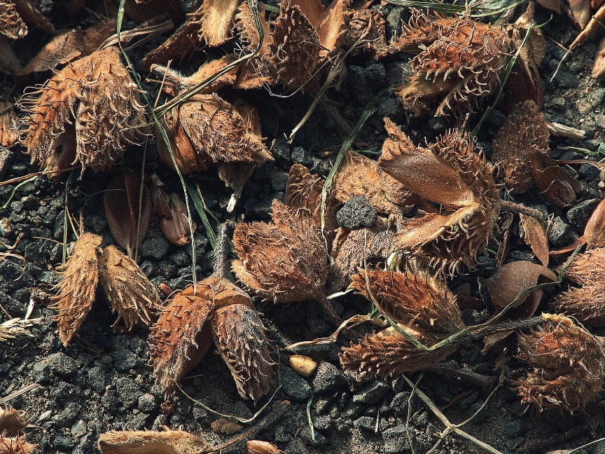 beech-nuts-gf00dbee0e_1920-dreikant-holzart-buche-bucheckern