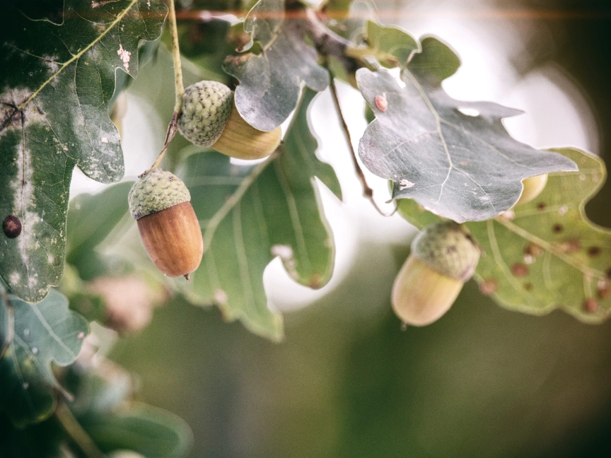 denny-muller-cRUQP9hWnac-unsplash-dreikant-holzart-eiche-blatt-frucht