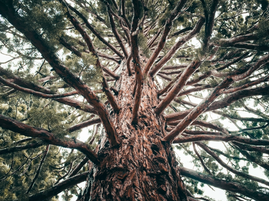 dmitry-ant-kE05E-bGb8w-unsplash-dreikant-holzart-mammut-sequoia
