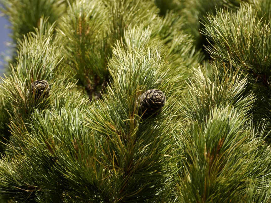 forferms-cedar-4759858-dreikant-holzart-zeder-zapfen