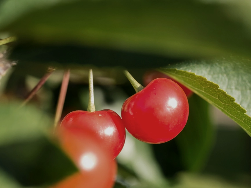 hansjorg-keller-KCwH0GX0tuE-unsplash-dreikant-holzart-kirsche-frucht