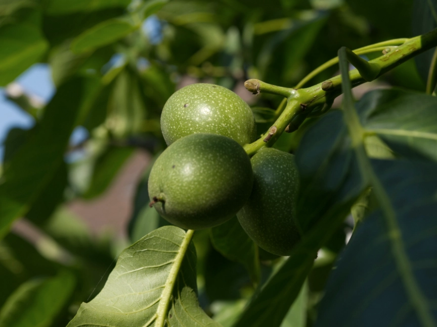 joachim-pirch-S-Rn6HzsWCc-unsplash-dreikant-holzart-heimische nuss-blätter und frucht