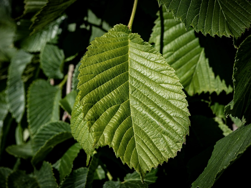 leaves-g1450efc52_1920-dreikant-holzart-ulme-blatt