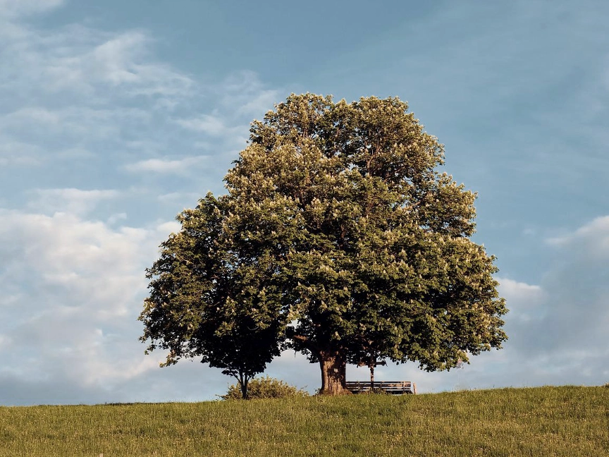 nature-gb85c1b95c_1920-dreikant-holzart-kastanie-baum