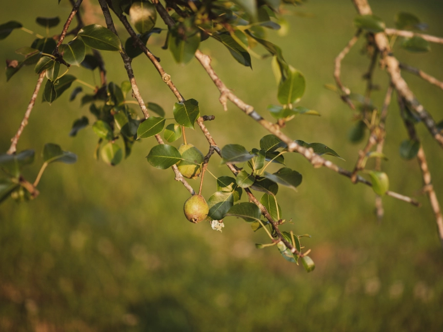 pexels-brixiv-8630634-dreikant-holzarten-birne-blätter und frucht