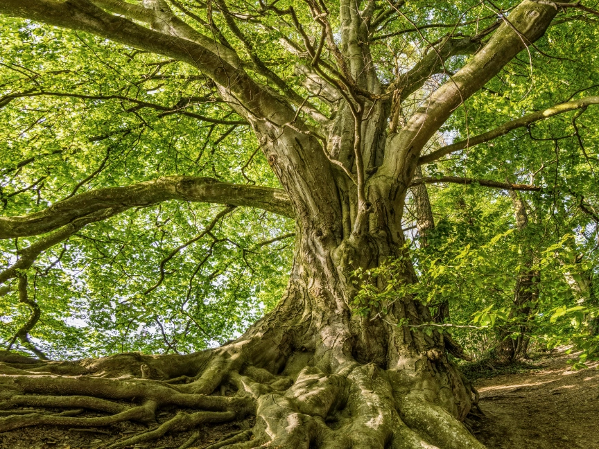 pexels-felix-mittermeier-1080401-dreikant-holzart-buche-baum