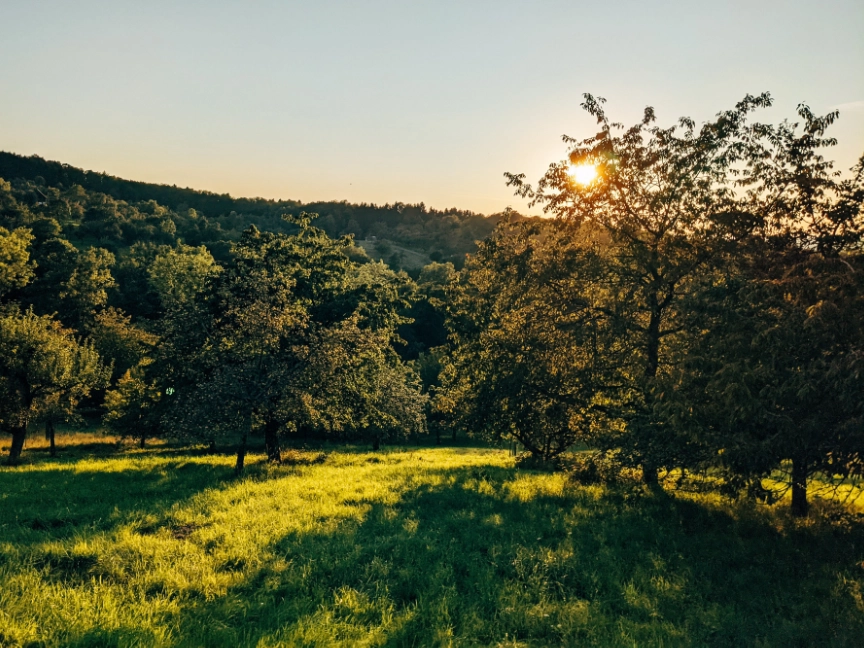 pexels-markus-winkler-9862287-dreikant-holzarten-birne-birnbaum
