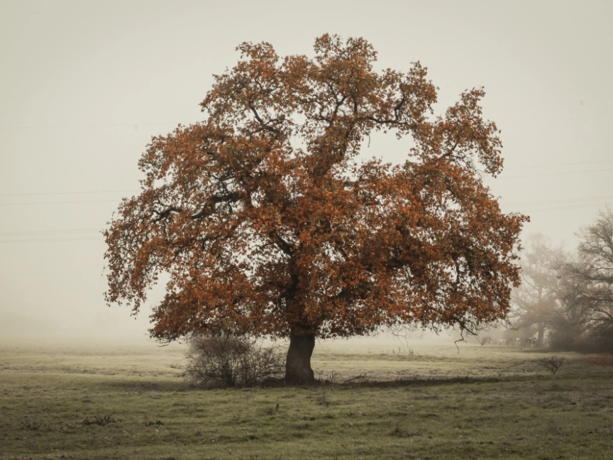 pexels-sebastian-beck-3283498-dreikant-holzart-eiche-baum