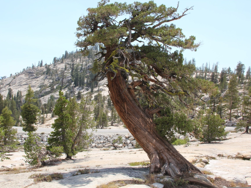 sadie_stone-tree-1870524-dreikant-holzart-zeder-baum