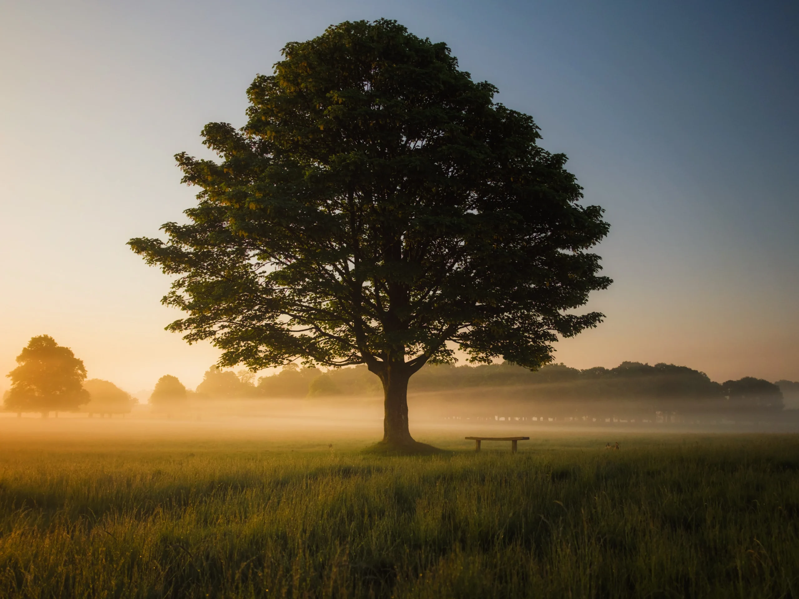 simon-wilkes-S297j2CsdlM-unsplash-dreikant-holzart-ulme-baum