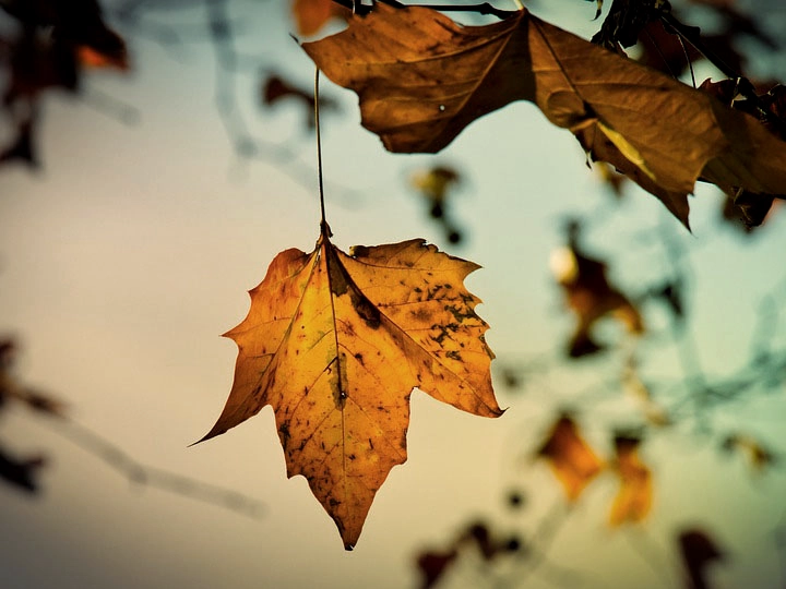 sycamore-3836149_960_720-dreikant-holzart-platane-blatt