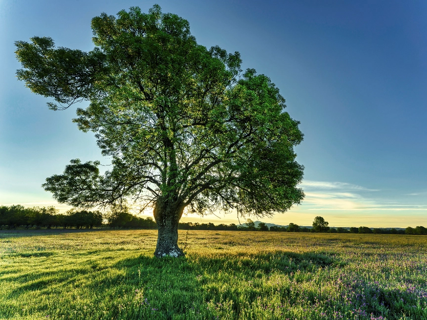 tree-gdeead5a5c_1920-dreikant-holzart-esche-baum