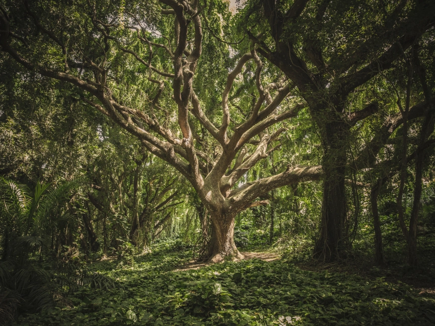veeterzy-sMQiL_2v4vs-unsplash-dreikant-holzart-platane-baum