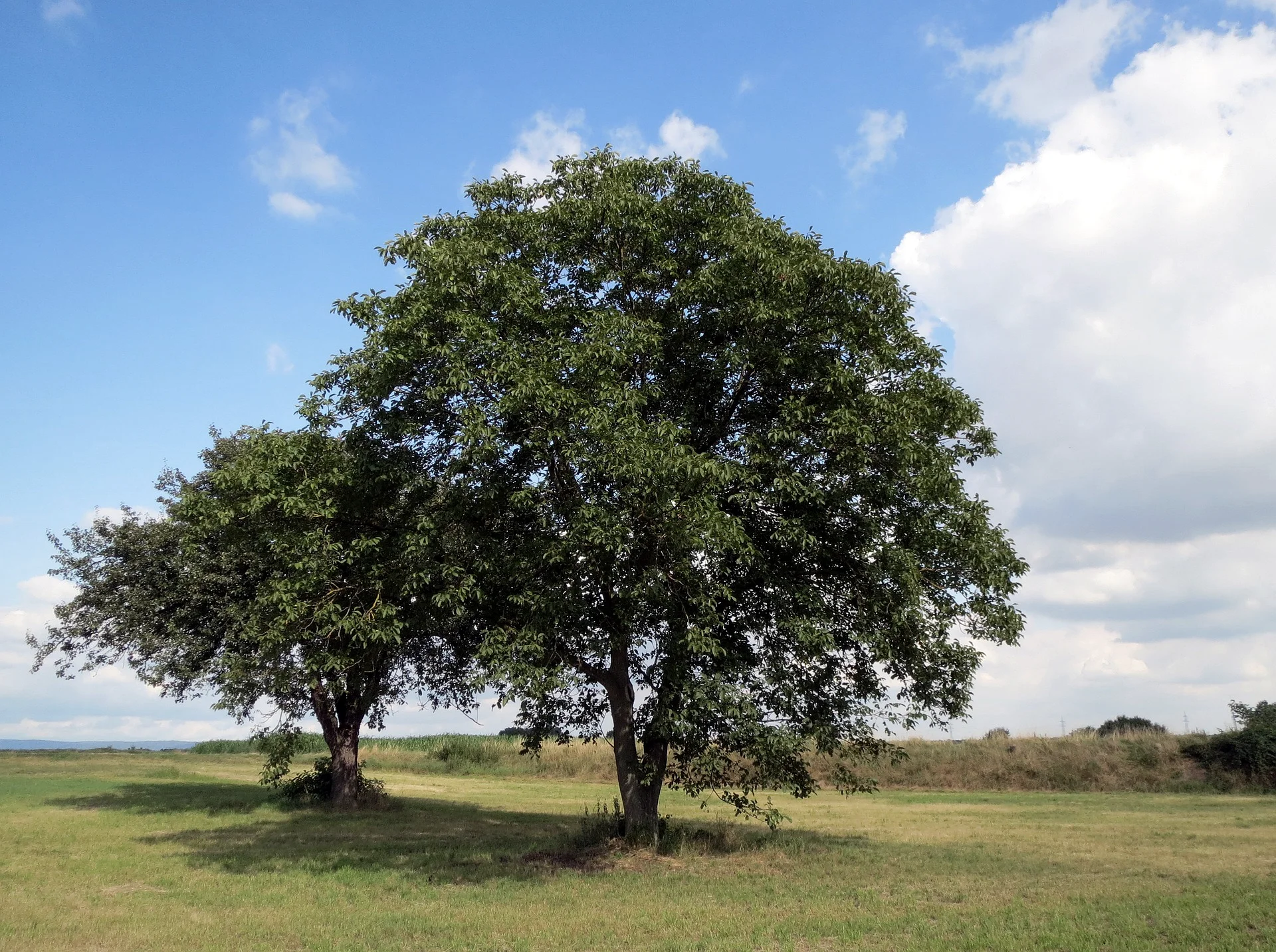 walnut-g5890a5897_1920-dreikant-holzart-heimische nuss-baum